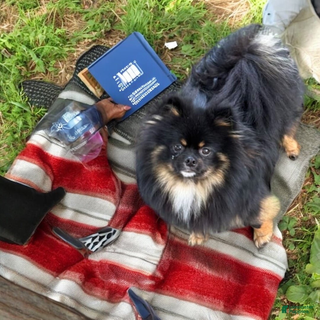 Pomeranian dogs for stud: STUD SERVICES - Ad 3