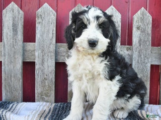 Bernedoodle dogs - Ad 20