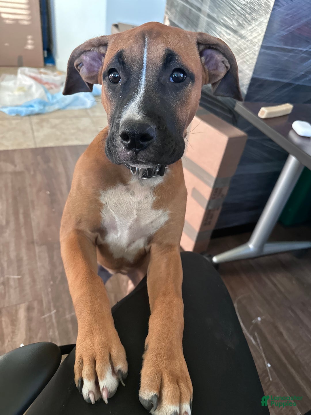 Mixed Breed dogs for sale: Gigi - Ad 2