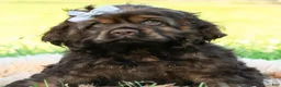 Cocker Spaniel dogs for sale: Morningstar - Ad 6