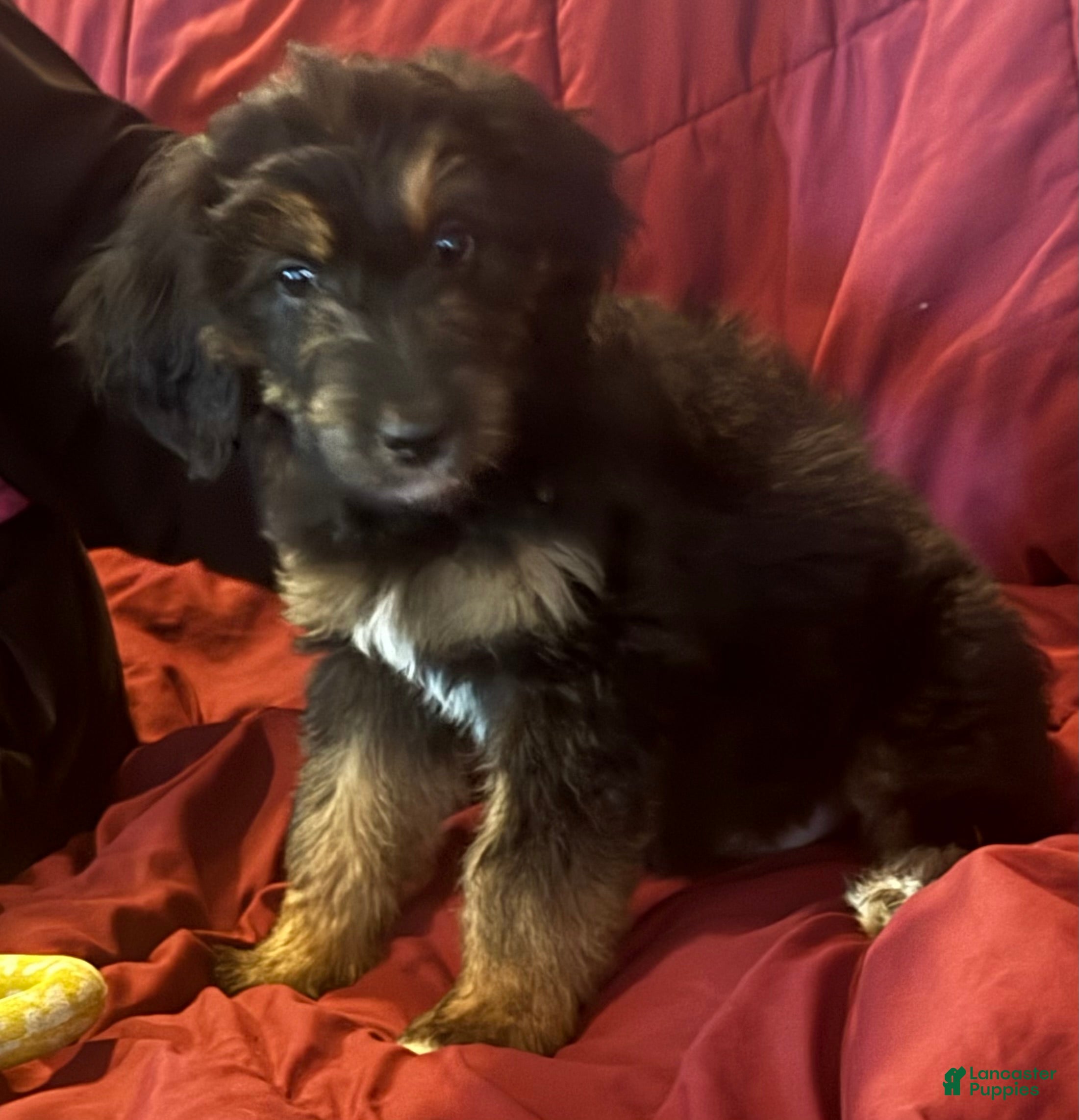 Goldendoodle dogs Purple - Ad 1