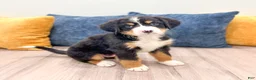 Bernese Mountain Dog dogs for sale: Baxter - Ad 1