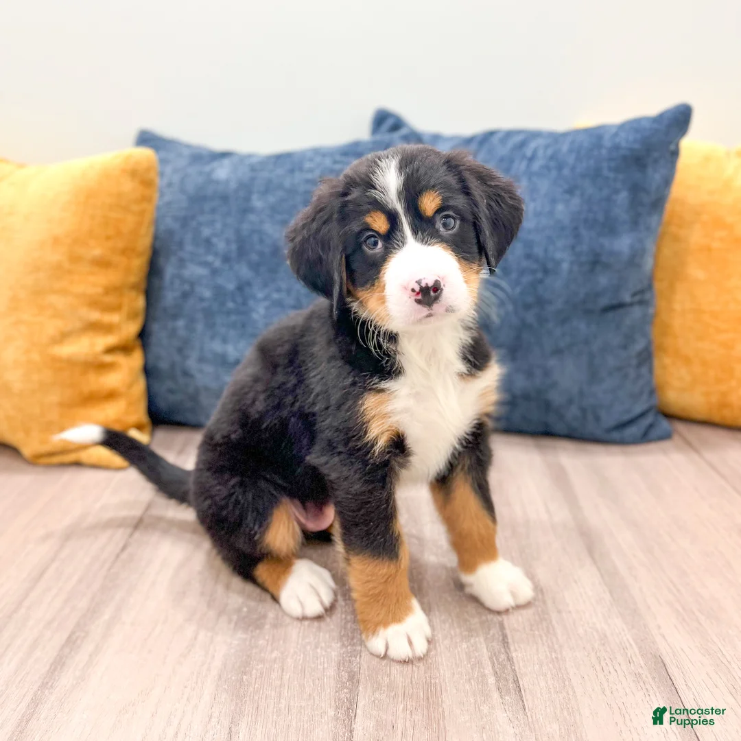 Bernese Mountain Dog dogs for sale: Baxter - Ad 1