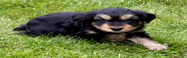 Yorkshire Terrier Parker