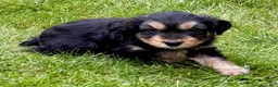 Yorkshire Terrier dogs for sale: Yorkshire Terrier Parker - Ad 1