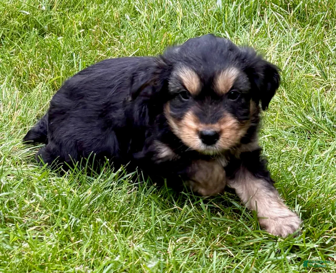 Yorkshire Terrier dogs for sale: Yorkshire Terrier Parker - Ad 1