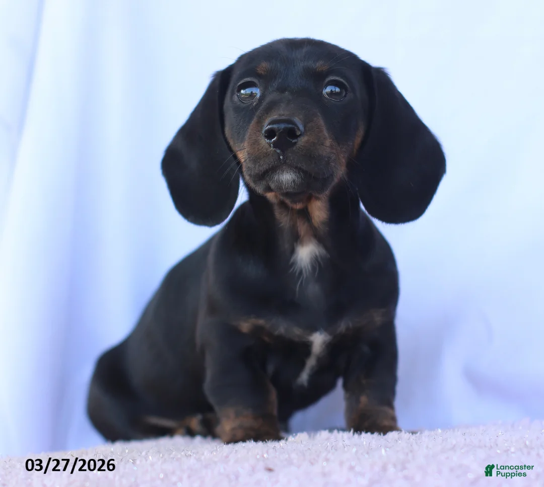 Miniature Dachshund dogs for sale: Sammy - Ad 2