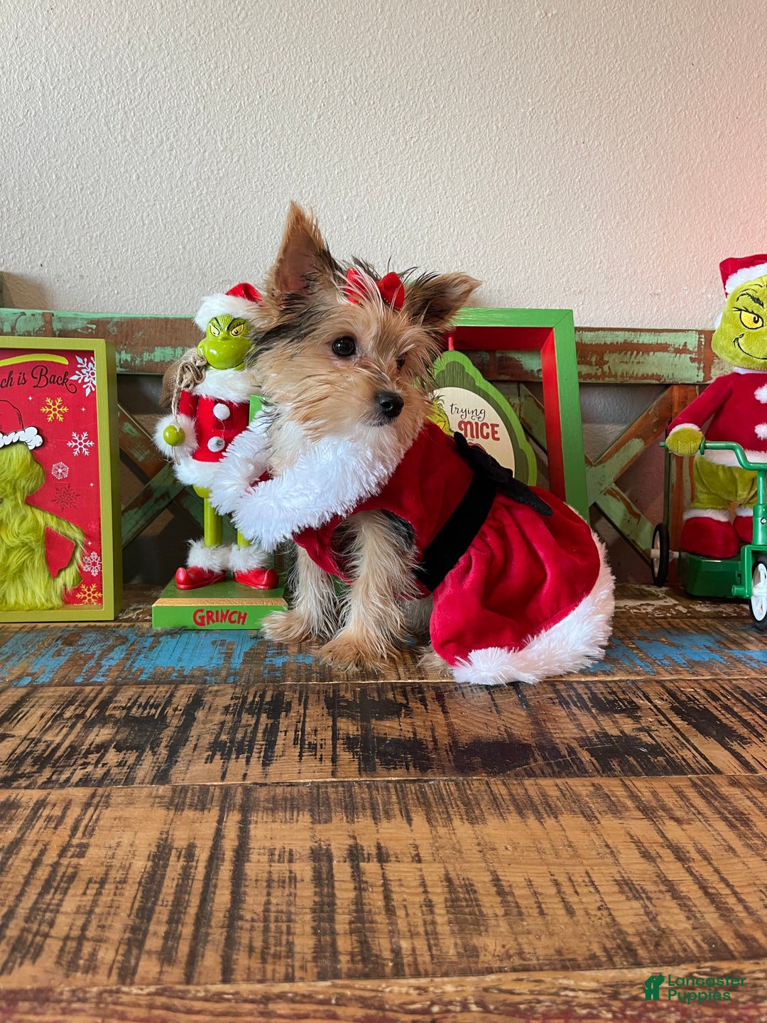 Yorkshire Terrier dogs for sale: Meet Lulu - Ad 10