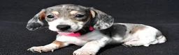 Miniature Dachshund dogs for sale: Daisy - Ad 3