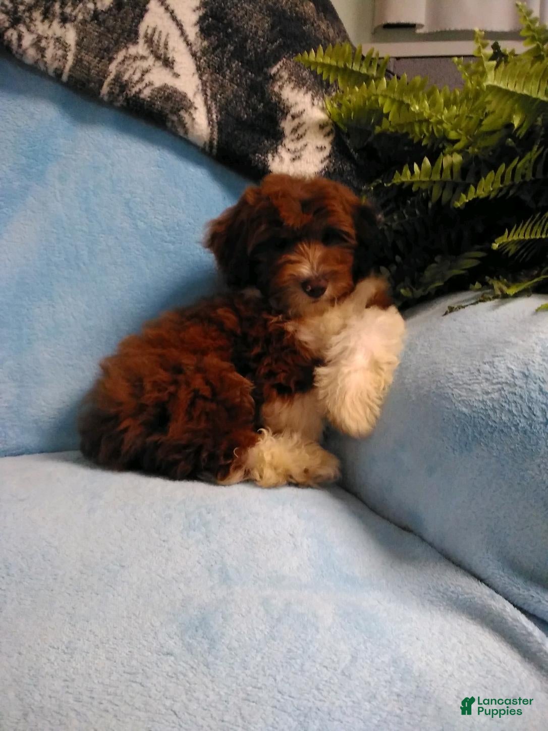 Mini Aussiedoodle dogs Dallas - Ad 2