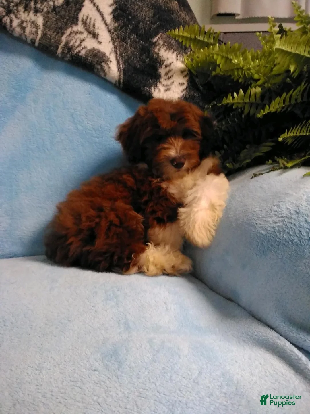 Mini Aussiedoodle dogs for sale: Dallas - Ad 2