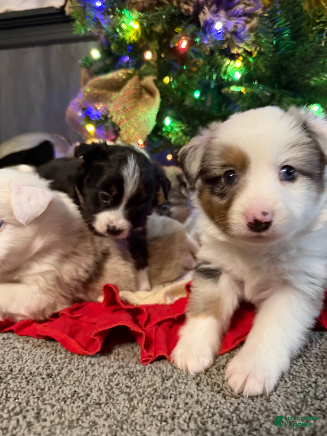 Miniature Australian Shepherd dogs for sale: BLUE - Ad 5
