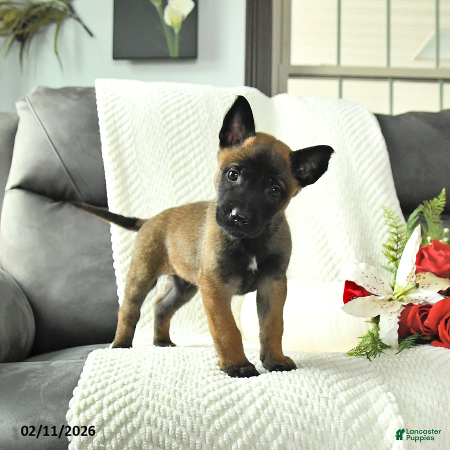 Belgian Malinois dogs Bandit - Ad 4