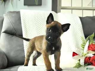 Belgian Malinois dogs Bandit - Ad 4