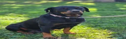 Rottweiler dogs for sale: Hank - Ad 6