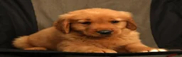 Golden Retriever dogs for sale: Grant - Ad 8
