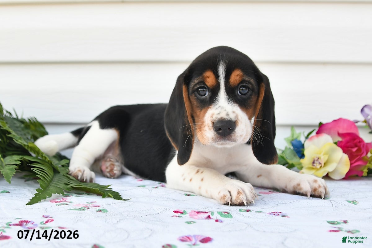 Beagle dogs Alisa - Ad 2