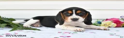 Beagle dogs for sale: Alisa - Ad 2
