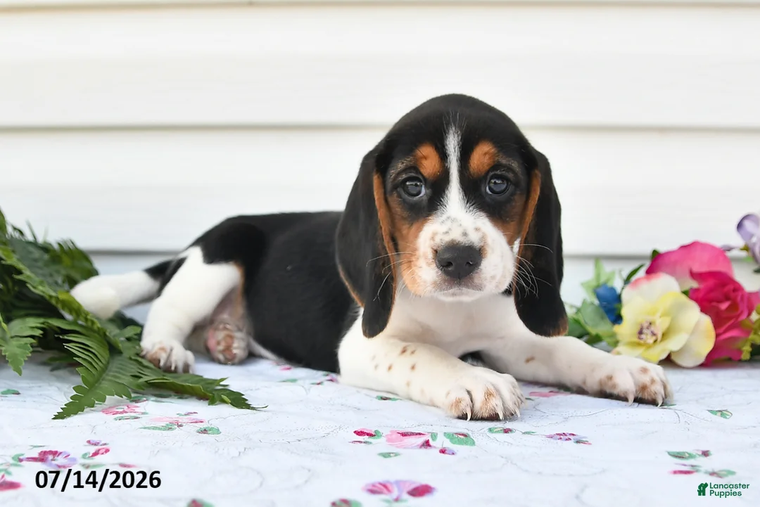 Beagle dogs for sale: Alisa - Ad 2