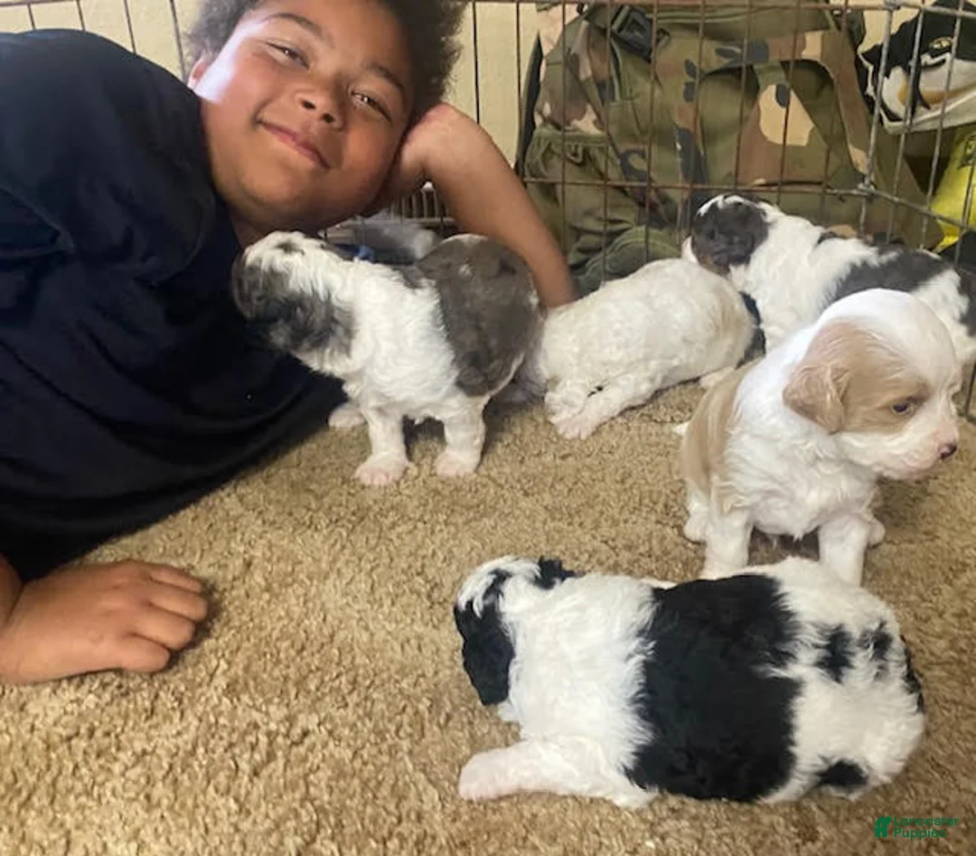 Gallery Image {{count}}