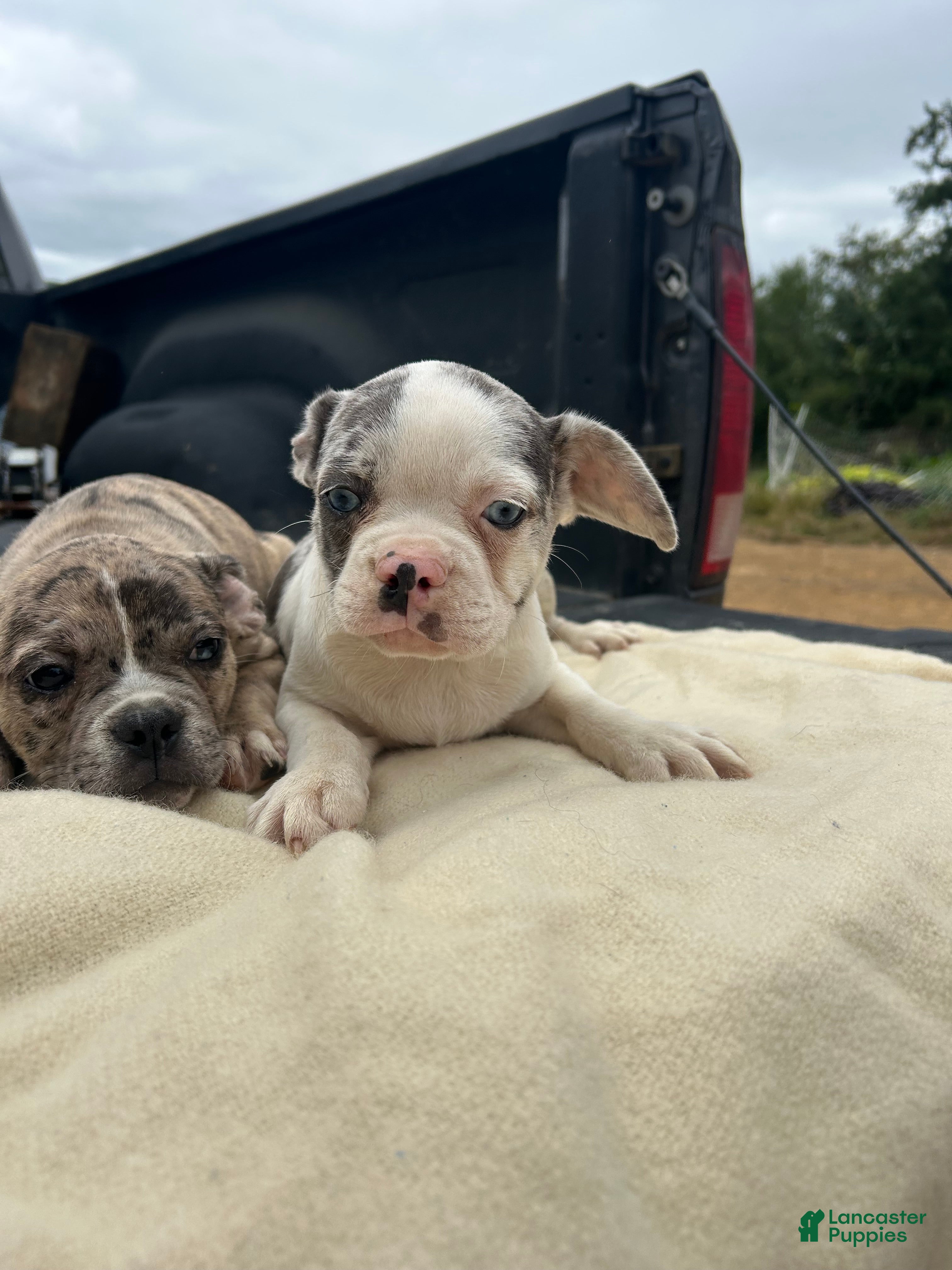 Mixed Breed dogs for sale: Casper  - Ad 34