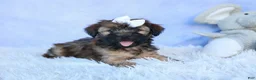 Shorkie dogs for sale: SALLY - Ad 6