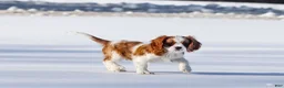 Cavalier King Charles Spaniel dogs for sale: Liam - Ad 28