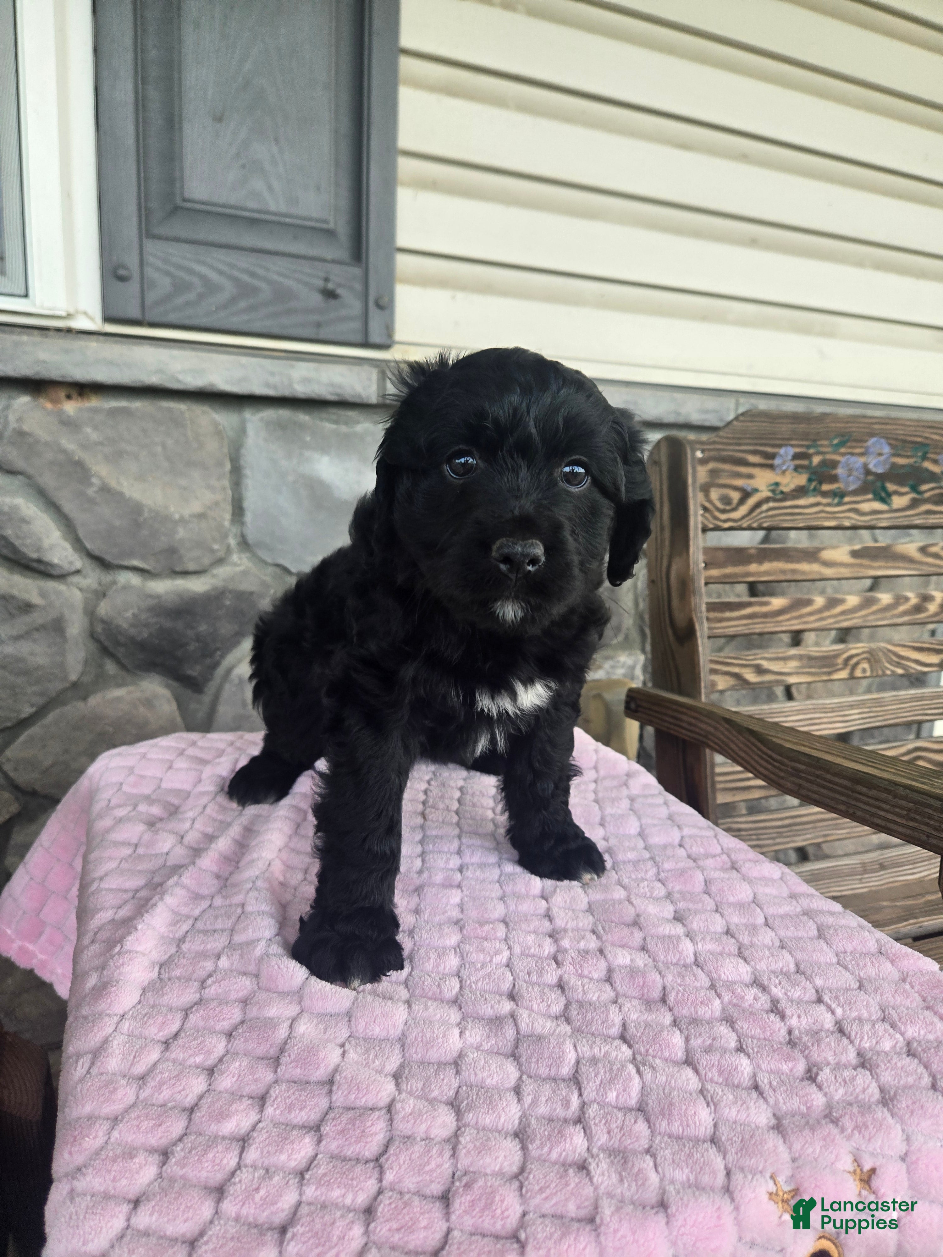 Mini Aussiedoodle dogs Jasmine  - Ad 2
