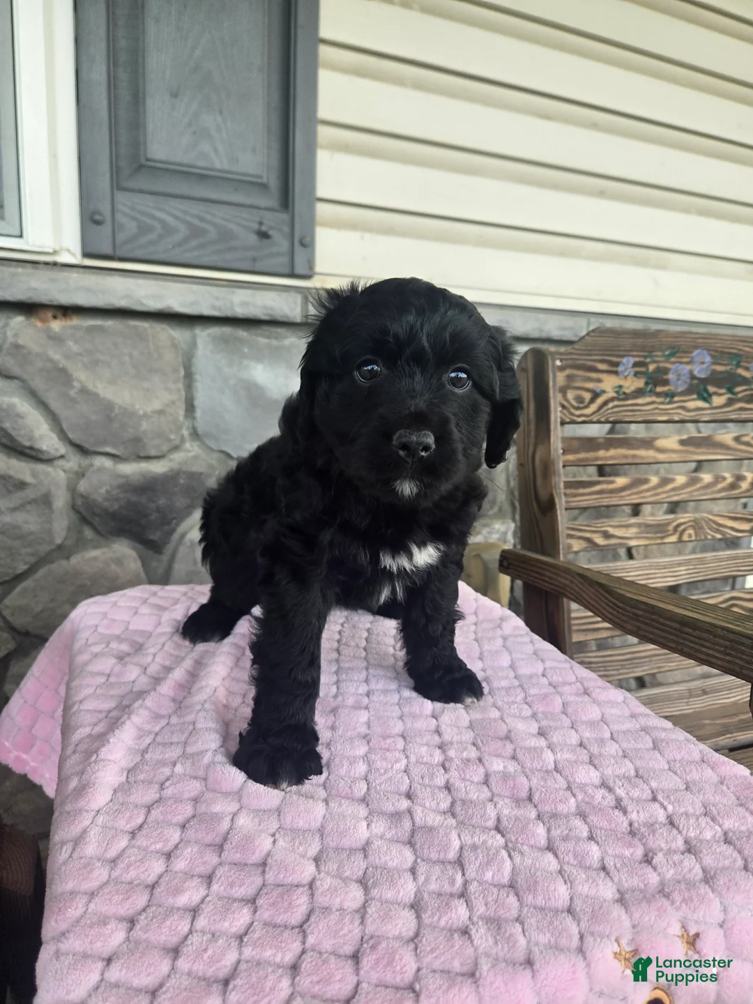 Mini Aussiedoodle dogs for sale: Jasmine  - Ad 2
