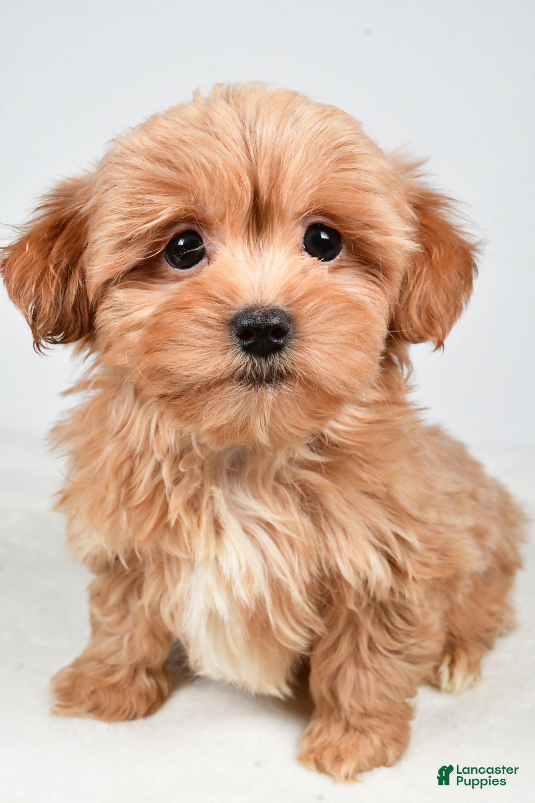 Shihpoo dogs for sale: Jasper - Ad 7