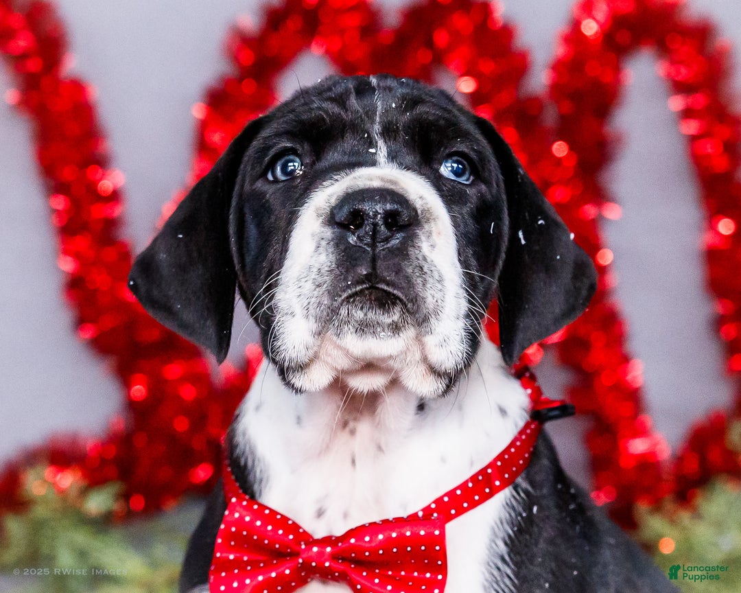 Great Dane dogs for sale: Cookie - Ad 11