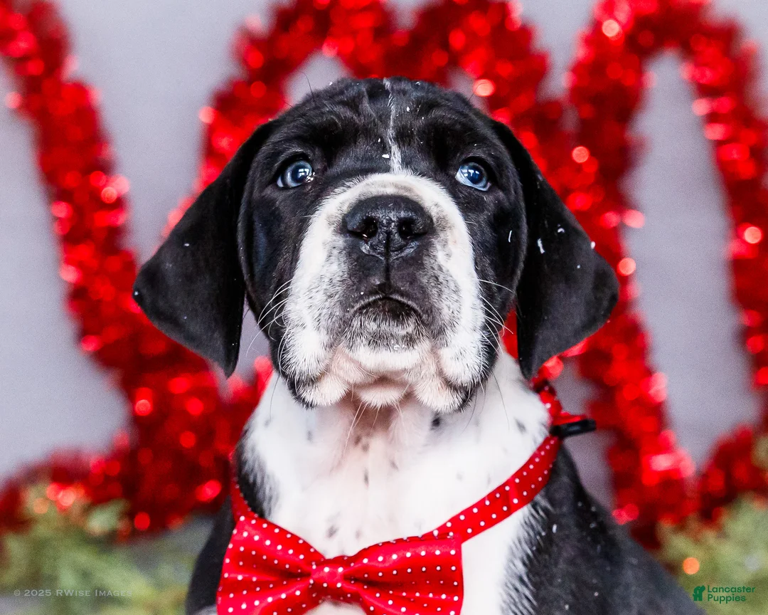 Great Dane dogs for sale: Cookie - Ad 22