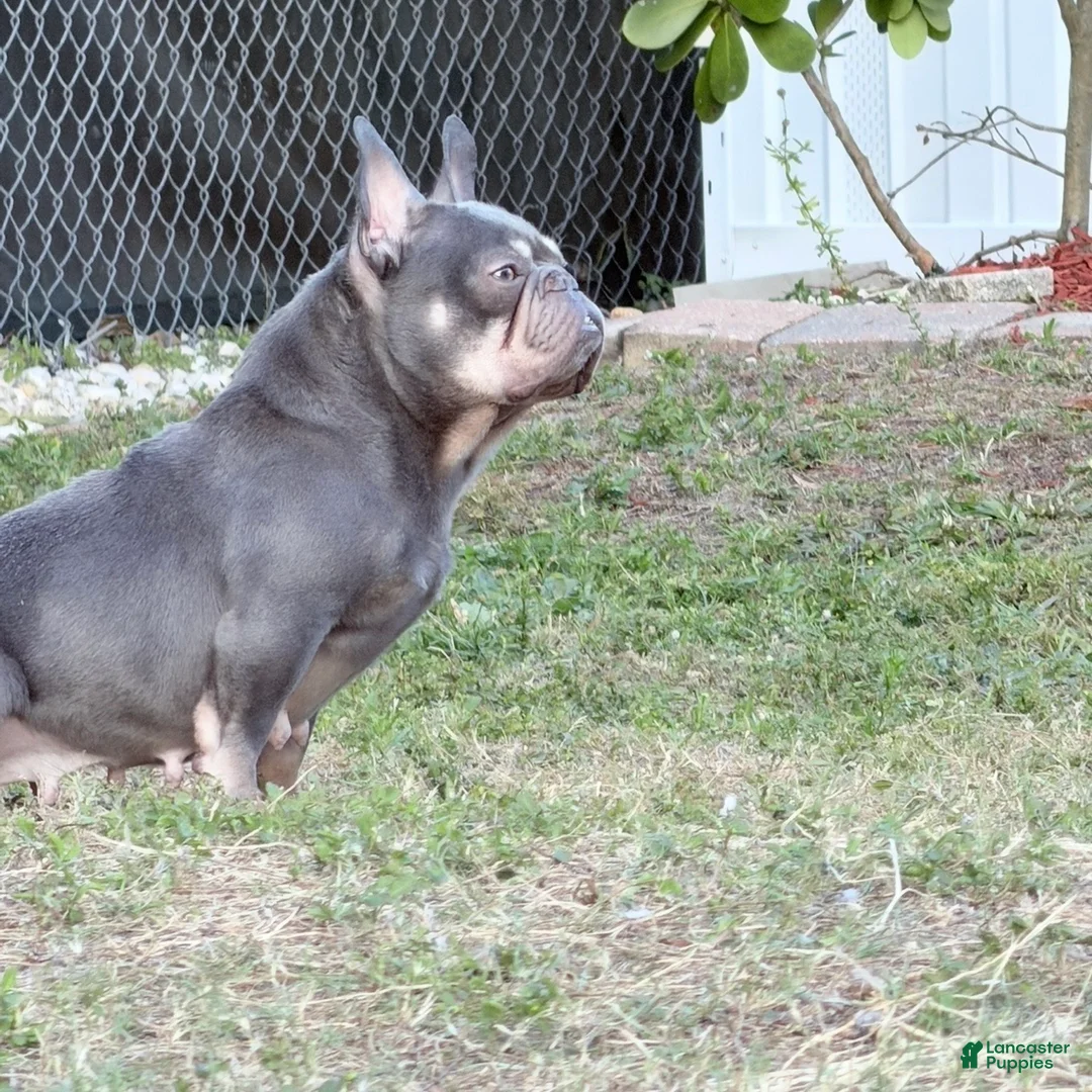French Bulldog dogs for sale: sage - Ad 2