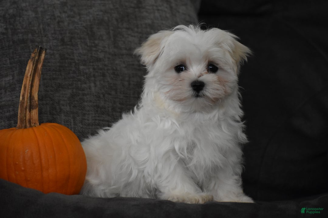 Maltese dogs for sale: Skye - Ad 4