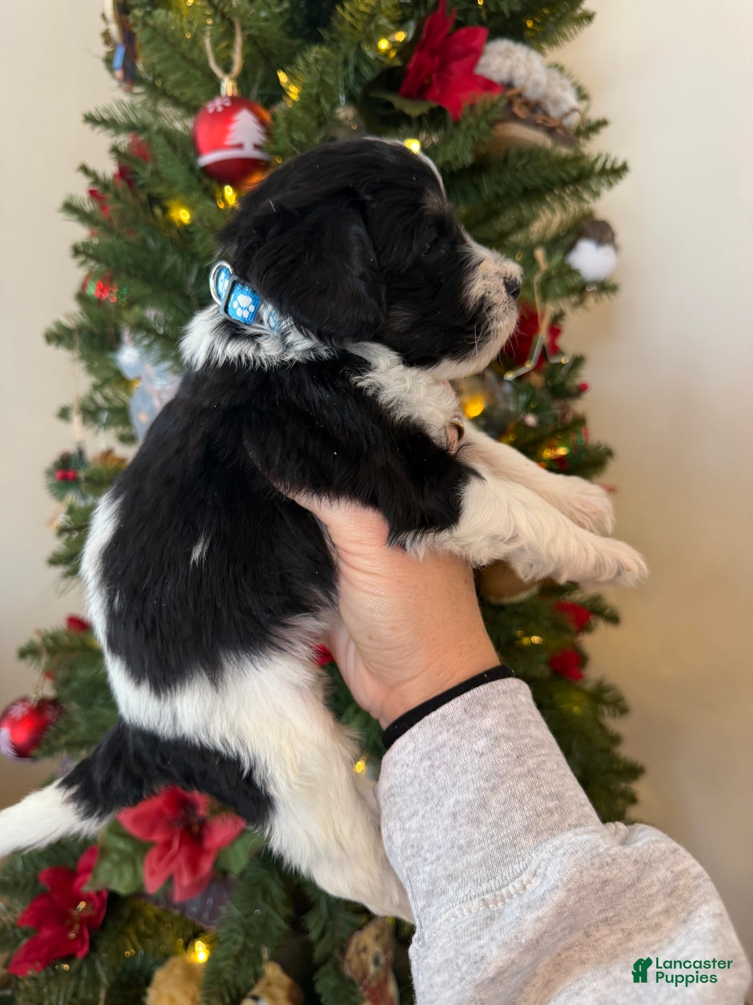 Mixed Breed dogs for sale: Ferguson - Ad 5