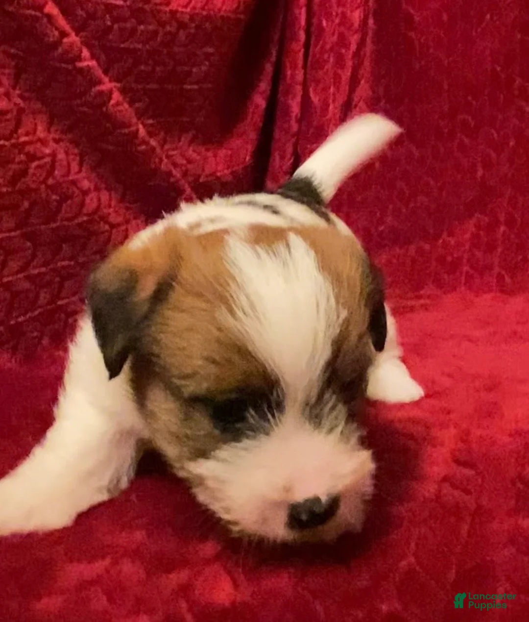 Jack Russell Terrier dogs for sale: Jack Russell Terrier Puppy 2 - Ad 8