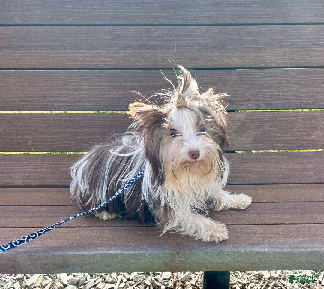 Yorkshire Terrier dogs for sale: Choc Merle Tommy  - Ad 11