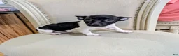 Teddy Roosevelt Terrier dogs for sale: VENUS  - Ad 8