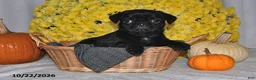 Pug dogs for sale: Shadow - Ad 4
