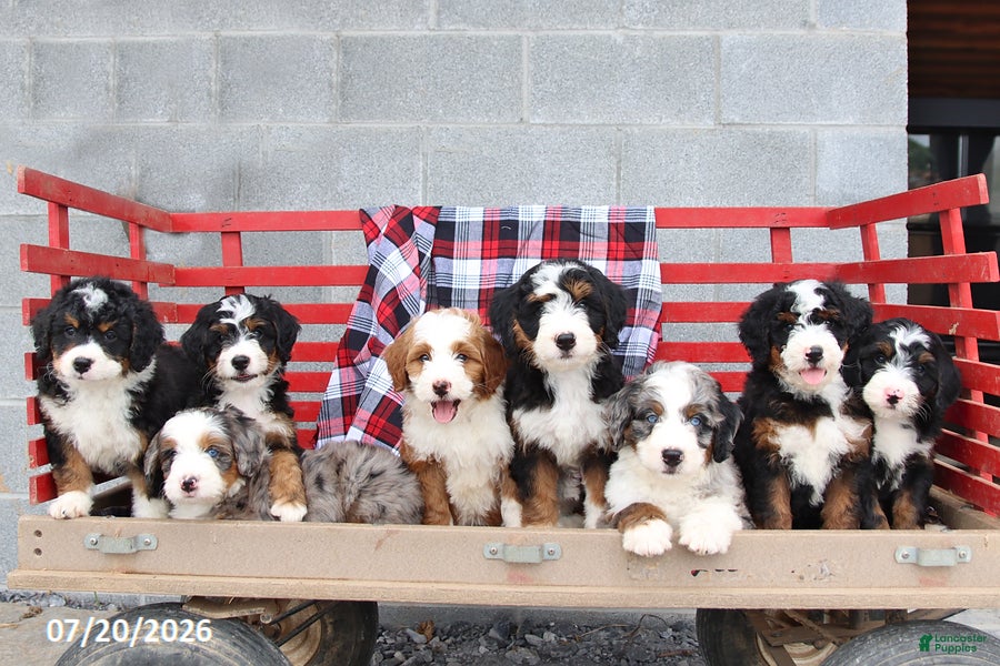 Mini Bernedoodle dogs Gus - Ad 2