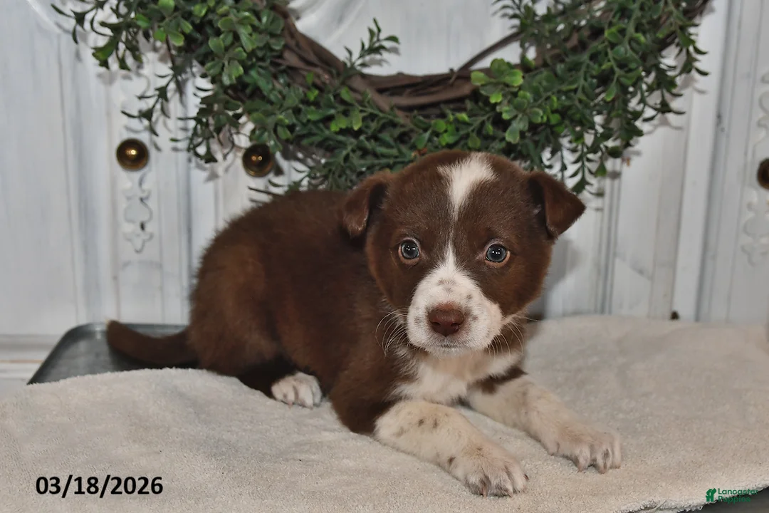 Mixed Breed dogs for sale: Jasper - Ad 2