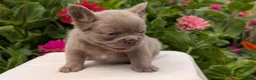 French Bulldog dogs for sale: Stella - Ad 11