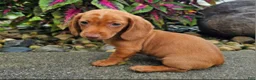 Dachshund dogs for sale: Rex - Ad 4
