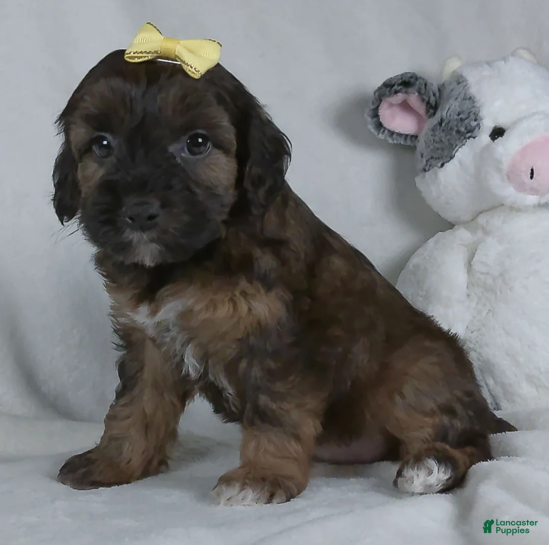 Yorkiepoo dogs for sale: Mindy - Ad 5