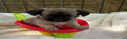 Chihuahua dogs for sale: Chihuahua Puppy 1 - Ad 8