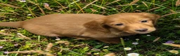 Miniature Dachshund dogs for sale: Dark cream  - Ad 17