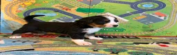 Bernese Mountain Dog dogs for sale: Teal - Ad 5