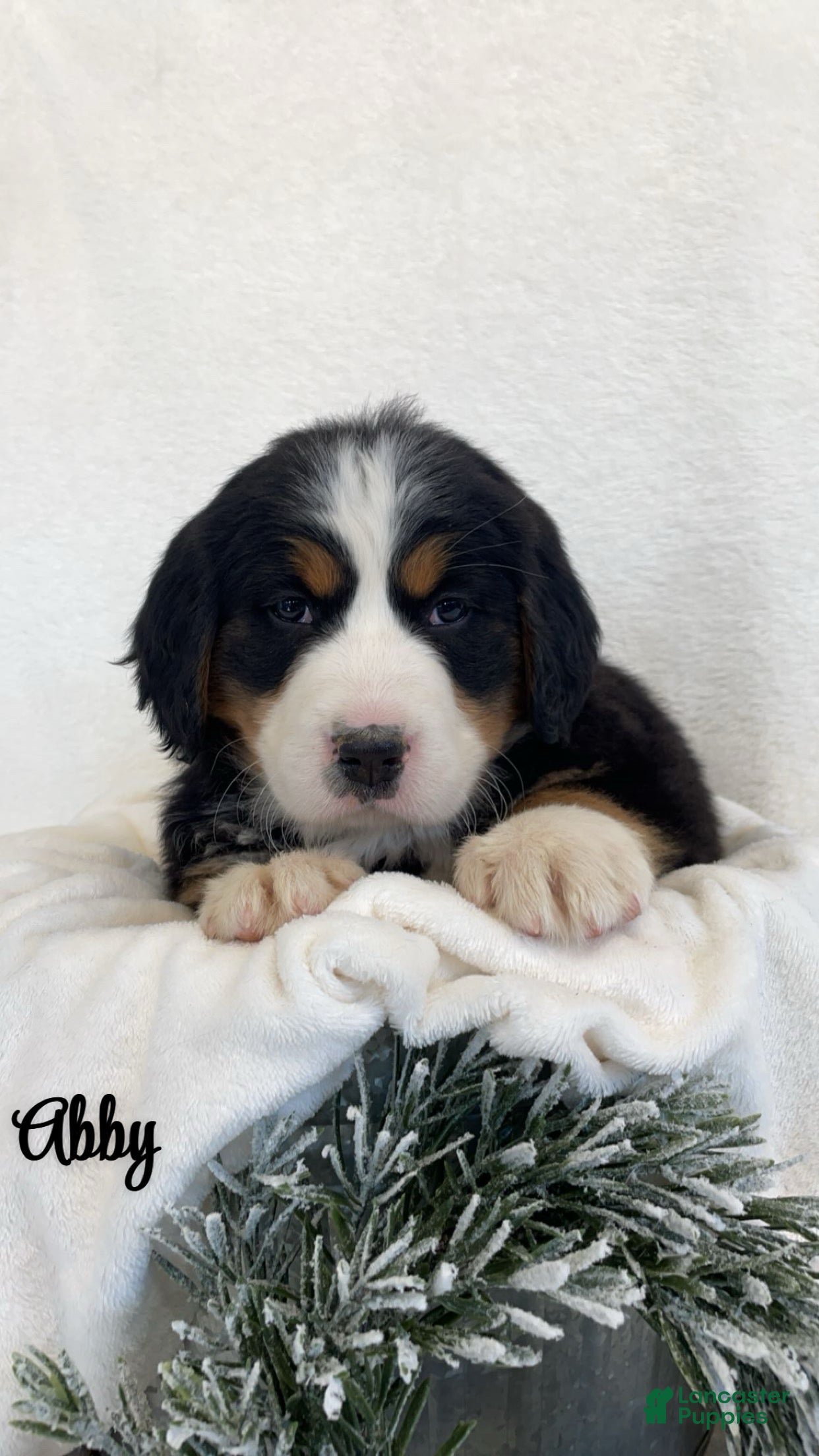 Bernese Mountain Dog dogs Abby  - Ad 5