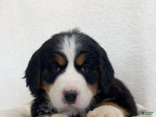 Bernese Mountain Dog dogs Abby - Ad 5