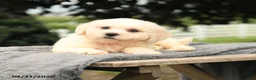 Bichon Frise dogs for sale: Lester - Ad 3